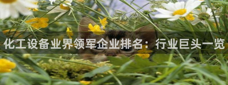 新城平台是干嘛的公司